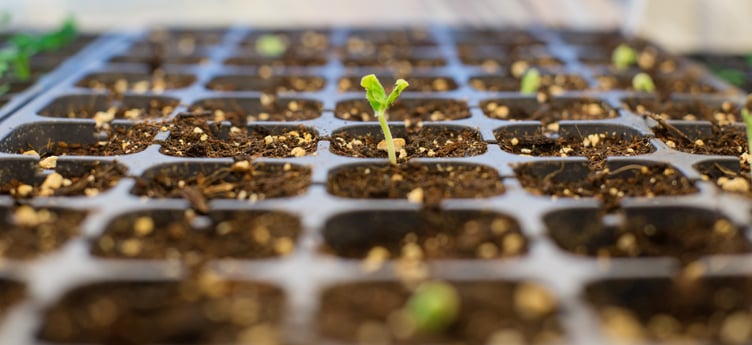 Seedlings_sprouting_indoors